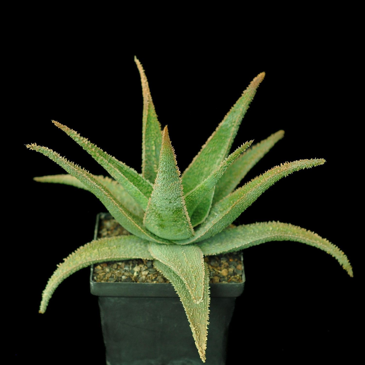 Aloe "Vito" (aka Aloe Greensand)
