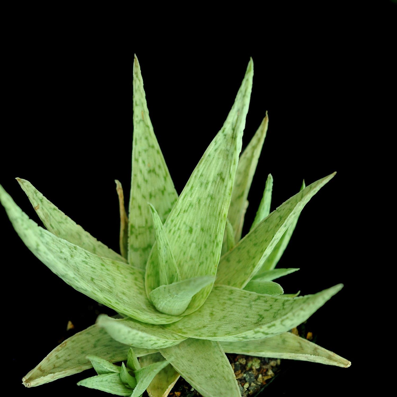 Aloe Hybrid ‘Quick Silver’