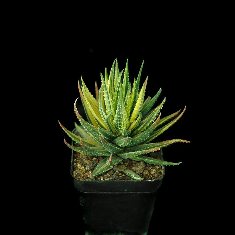 Haworthia pumila "Donuts" variegated