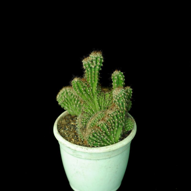 Cereus Tetragonus Monstrose Crest - Top View 