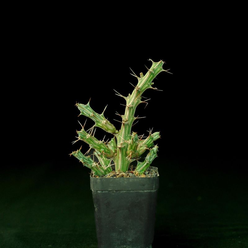 Euphorbia kalisana S.Carter Euphorbia kalisana S.Carter