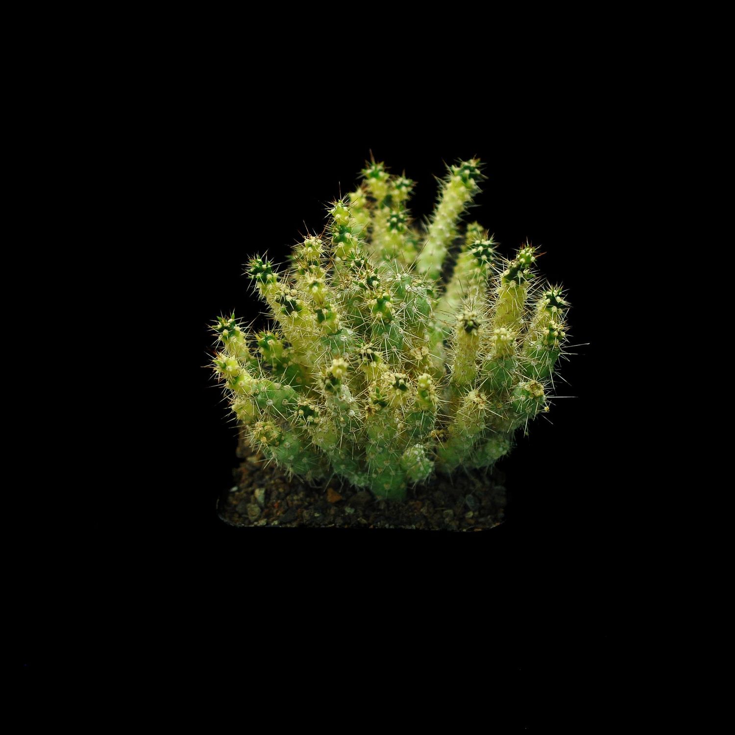 Cylindr Opuntia Variegata