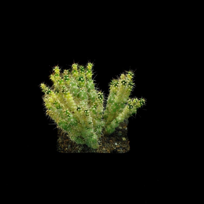 Cylindropuntia Variegata side angle with upright stems