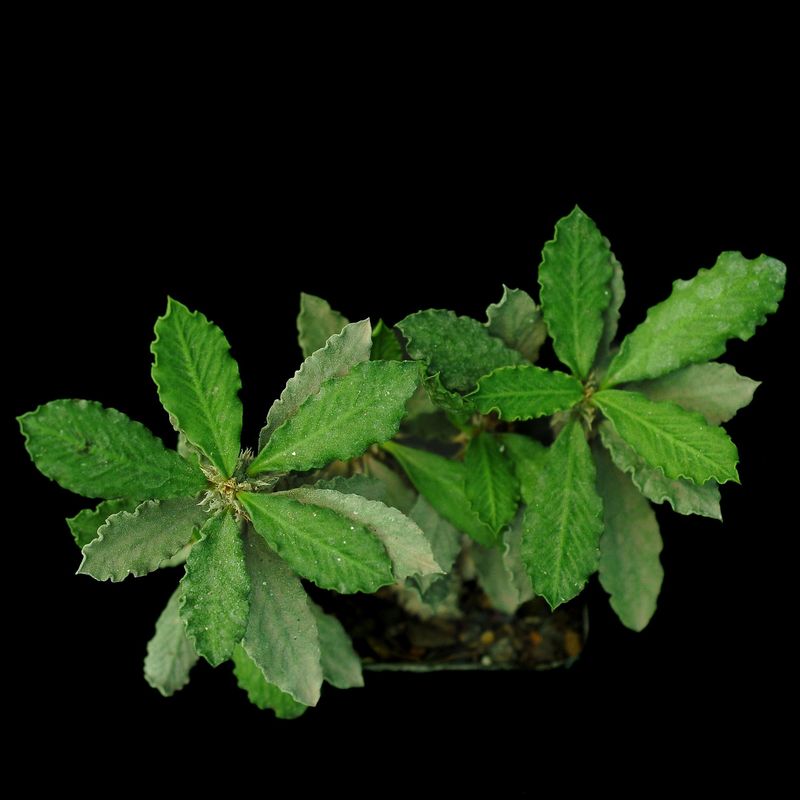 Euphorbia decaryi
