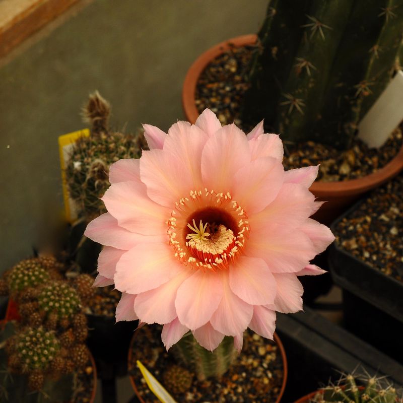 Echinopsis hybrid Spring Blush