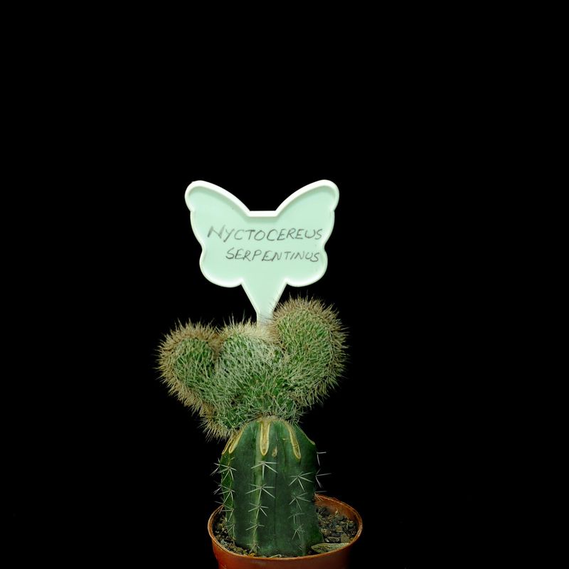 Tags Butterfly Labels  - Set of 30 Labels