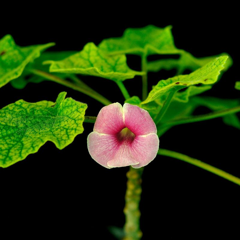 Uncarina hybrid SEED GROWN