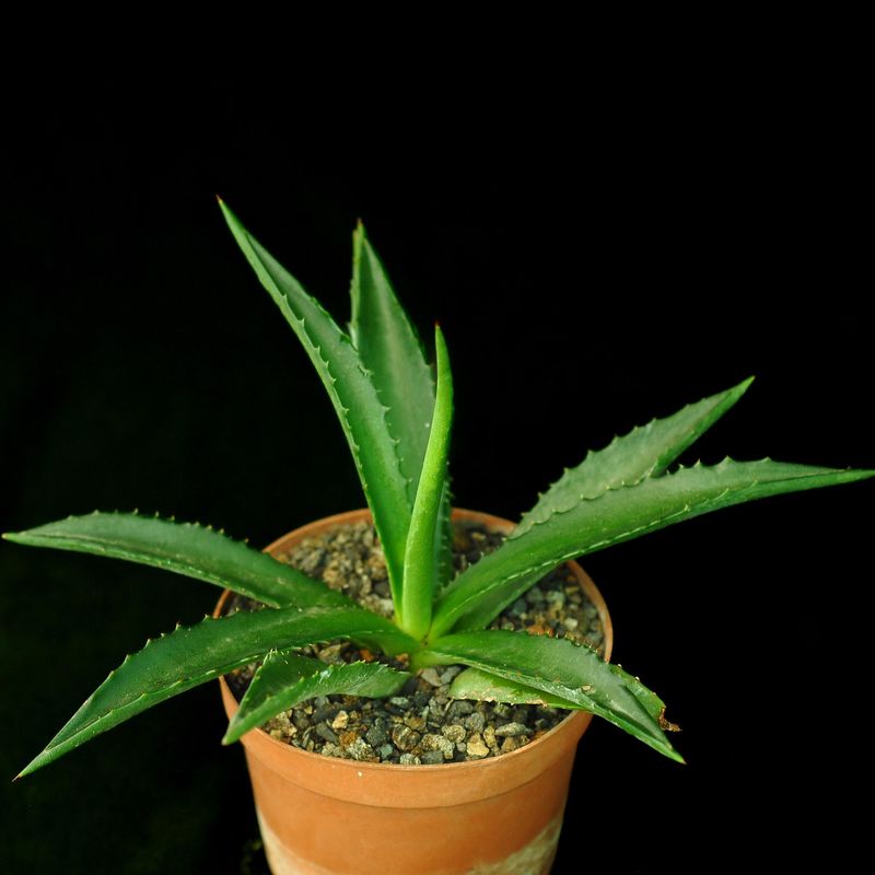 Agave macrocantha (Green Form)