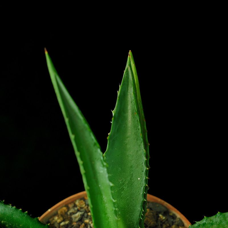 Agave macrocantha (Green Form)