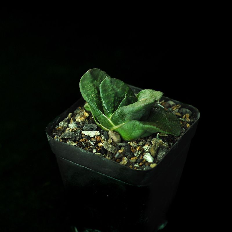 Gasteria armstrongii (Pointed Leaf Clone)