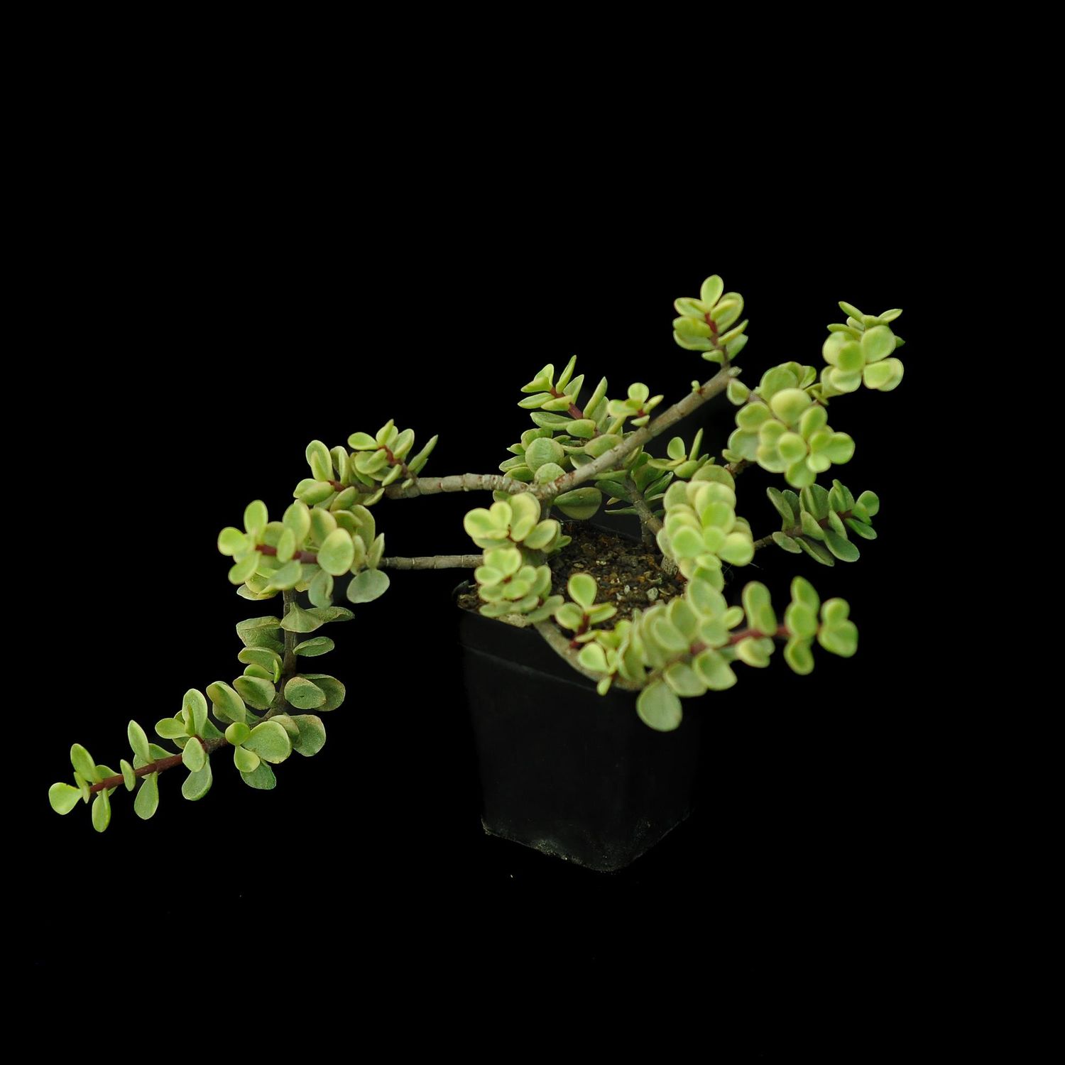 Portulacaria afra f. variegata India's 1 Online Garden Store Buy