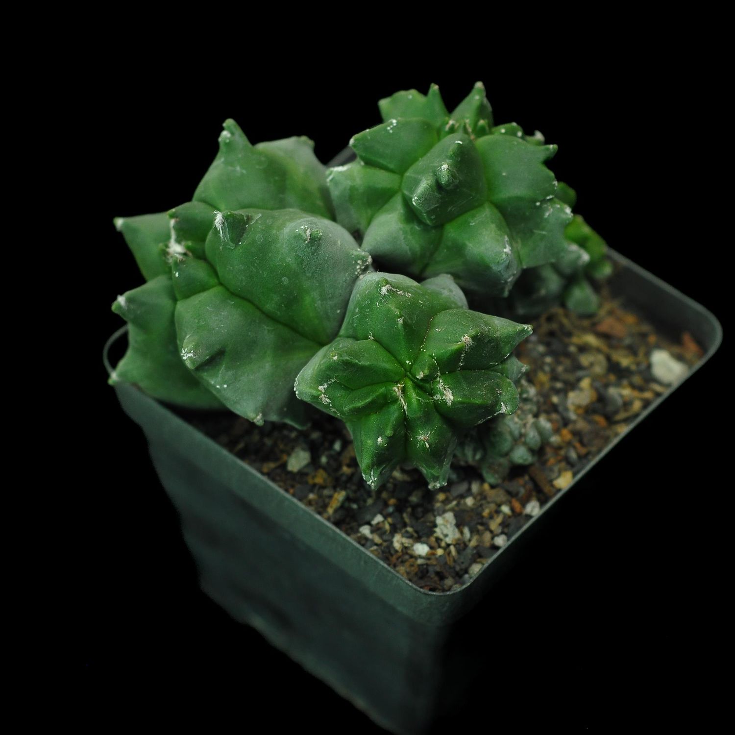 Astrophytum myriostigma  Nudum cv  Kikko