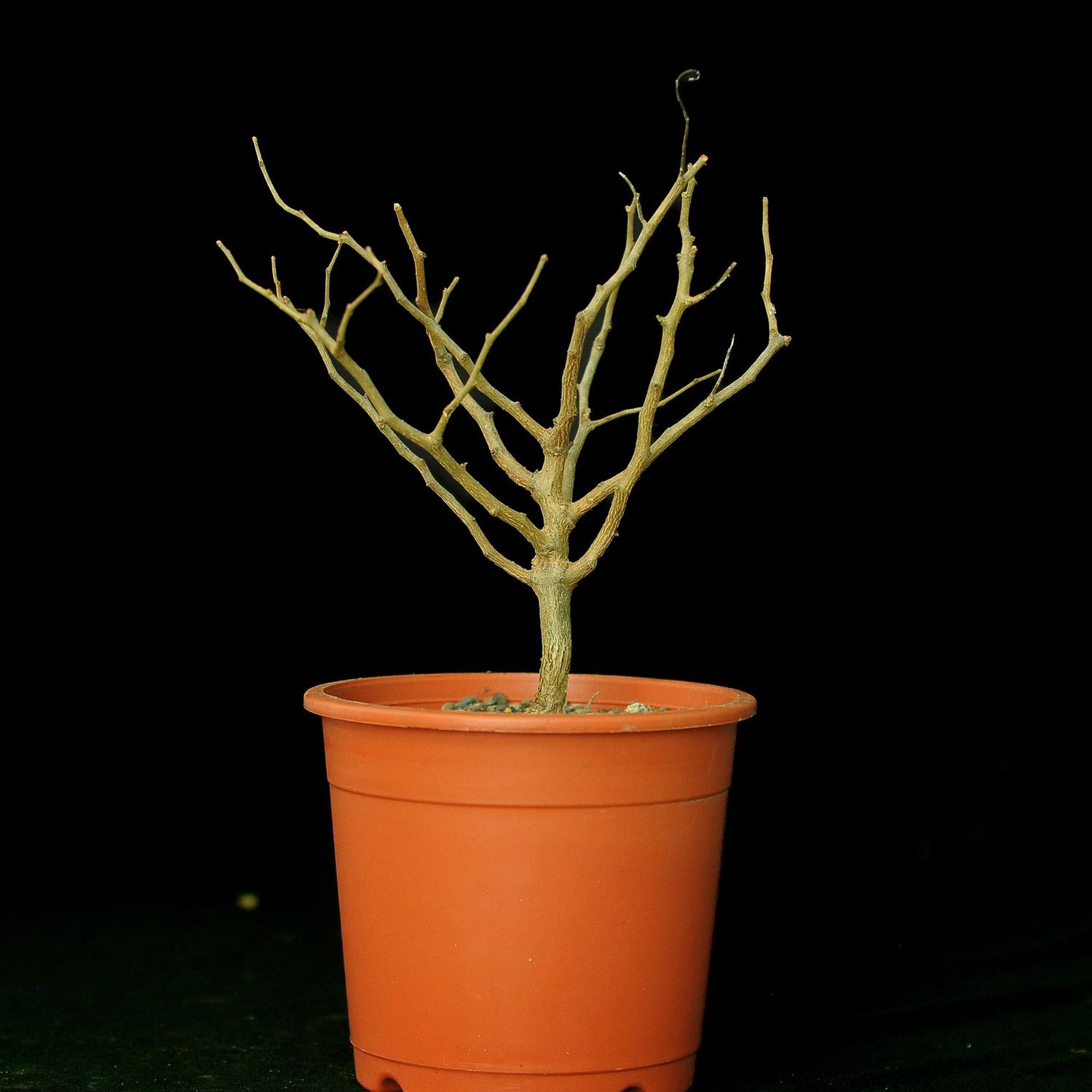 Commiphora sinuata