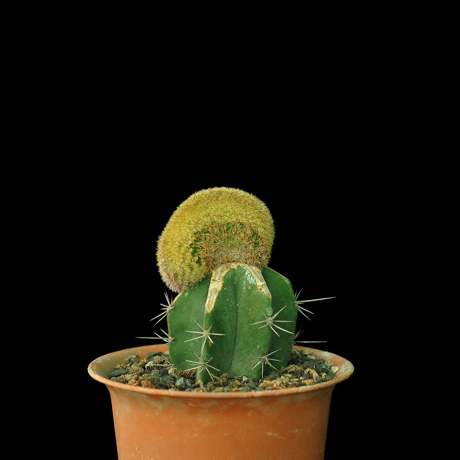 Echinocereus rigidissimus var. rubrispinus crest India's 1 Online
