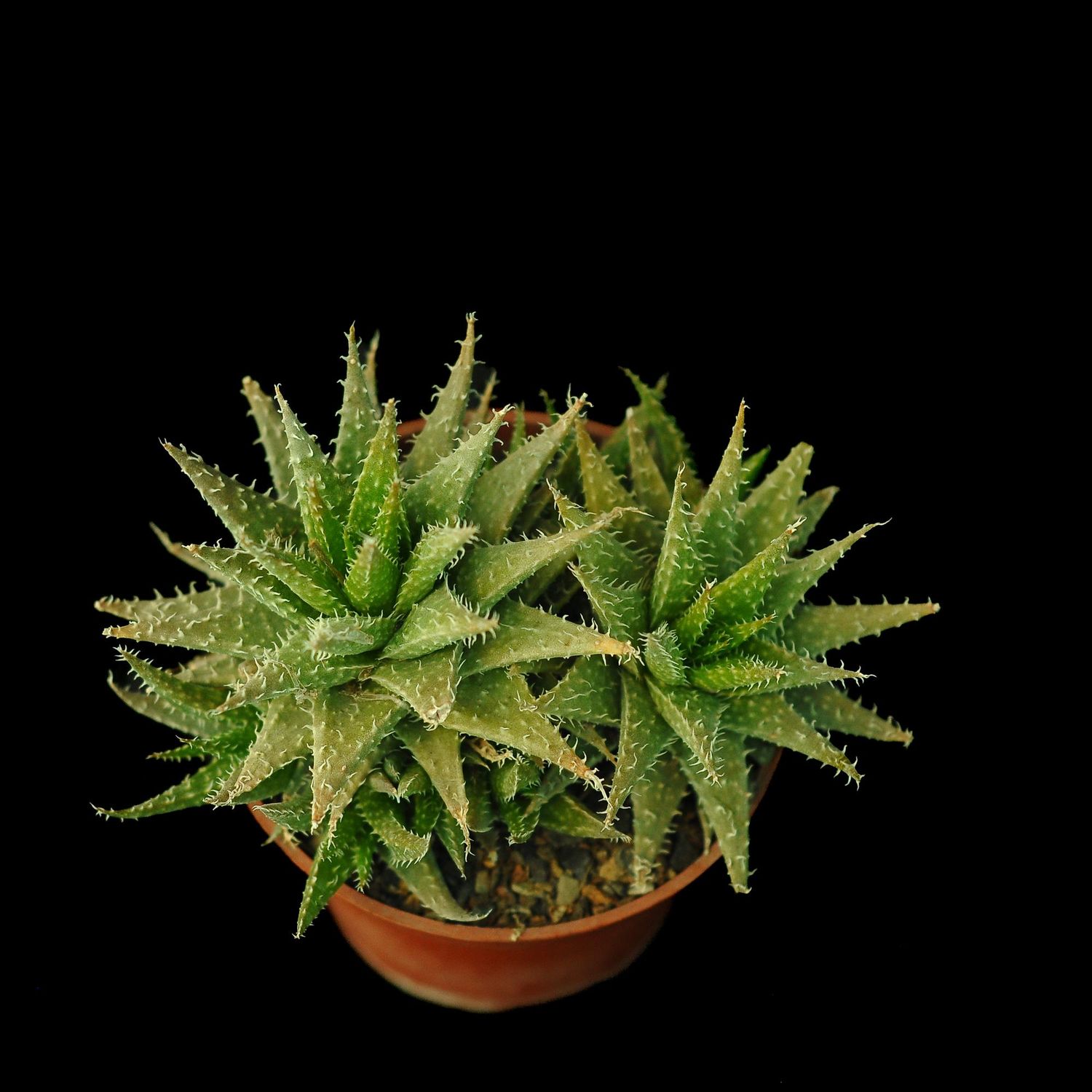 Aloe descoingsii x haworthioides
Specimen Plant