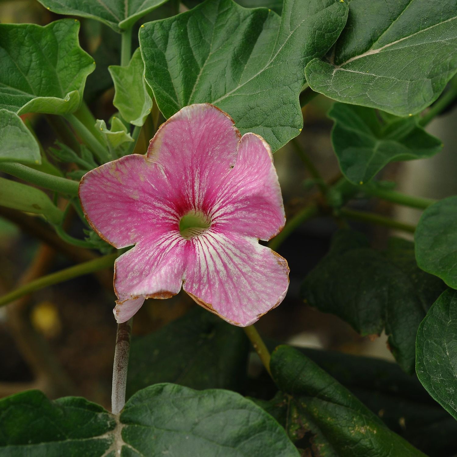 Uncarina hybrid Uncarina hybrid
