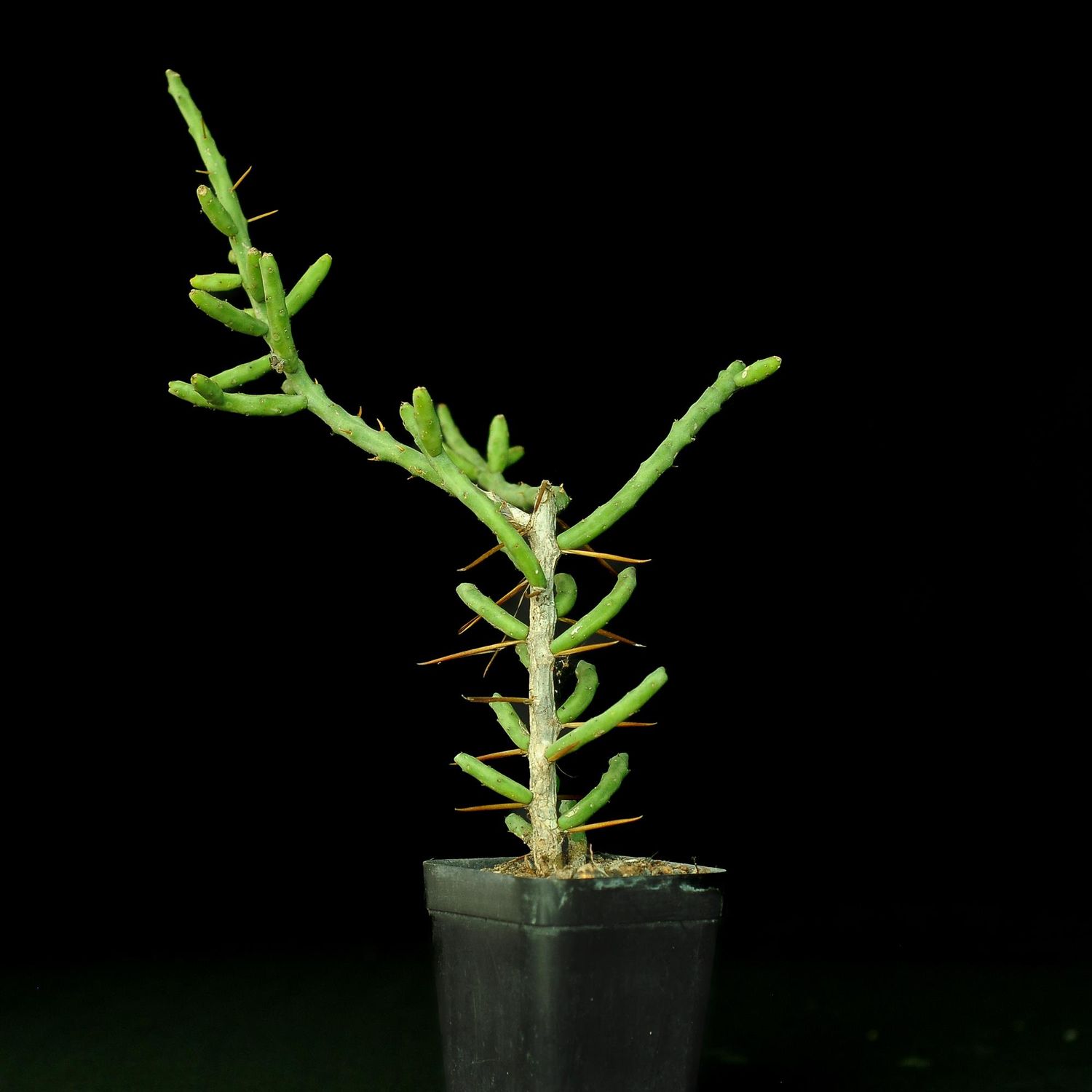 Opuntia leptocaulis India's 1 Online Garden Store Buy Cactus