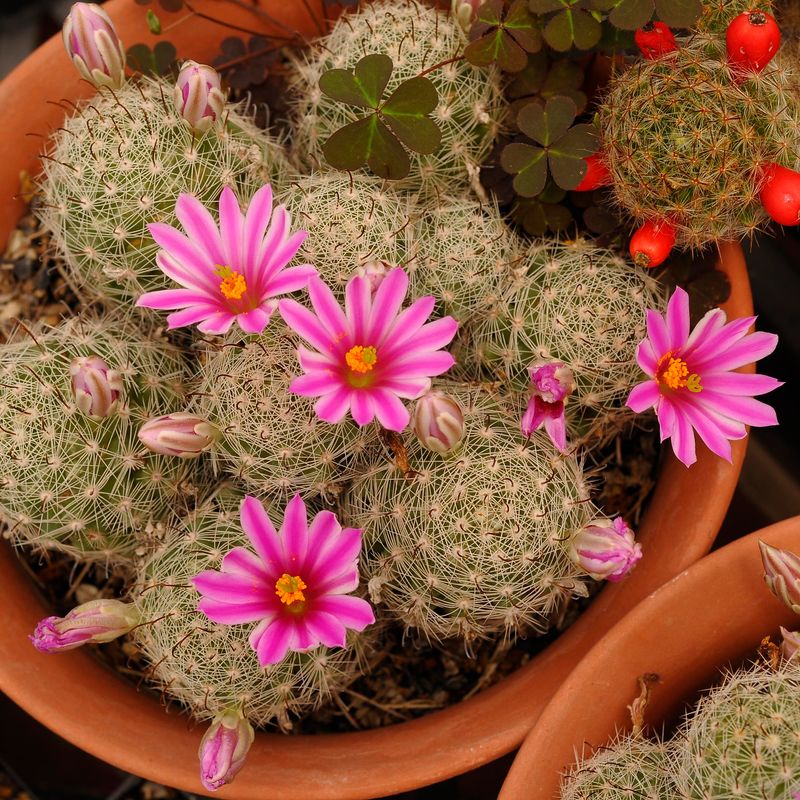 Mammillaria Boolii