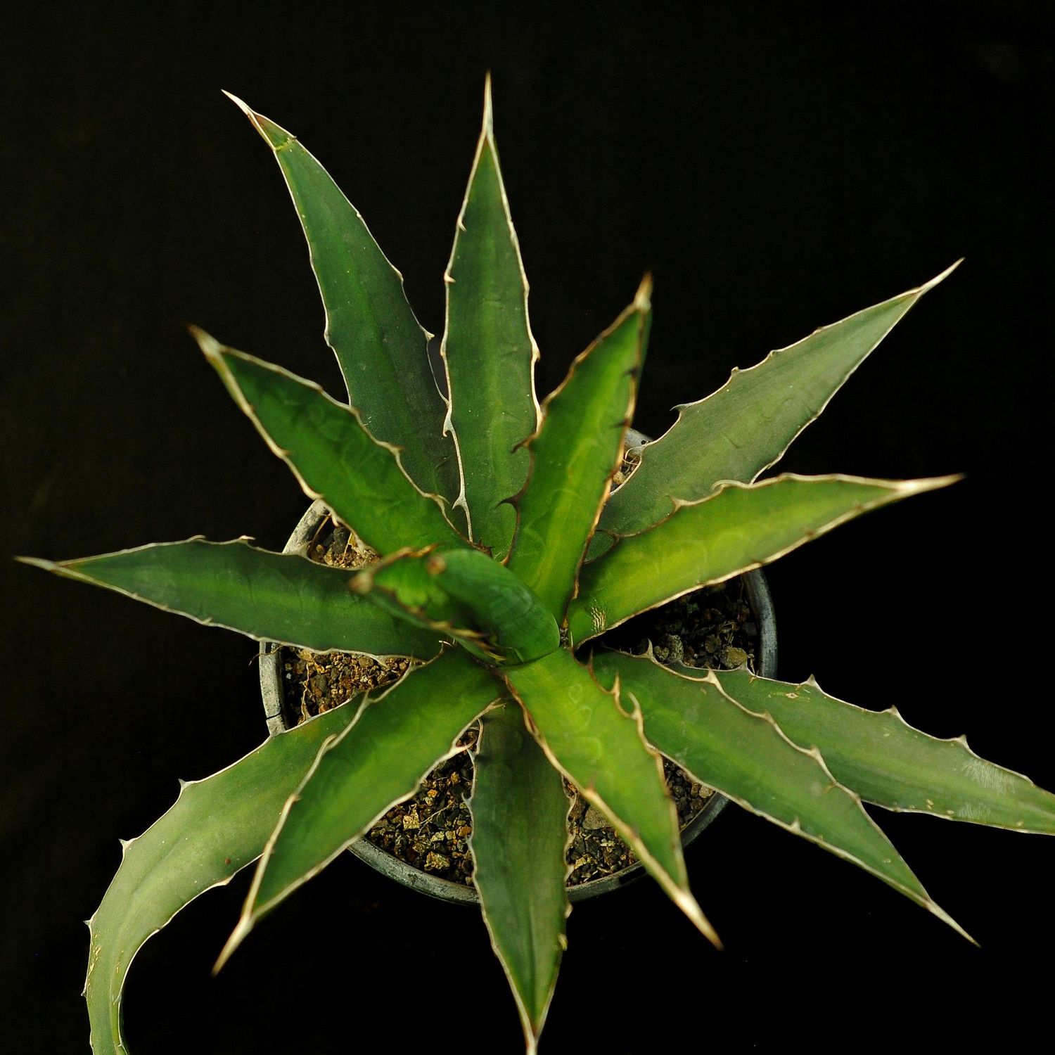 Agave xylonacantha