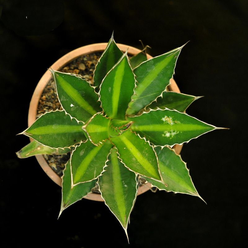Agave lophantha cv 'splendida' (Agave univittata 'Splendida')