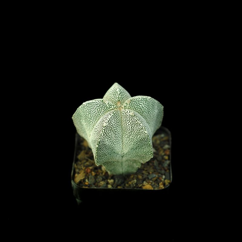 Astrophytum myriostigma cv Onzuka