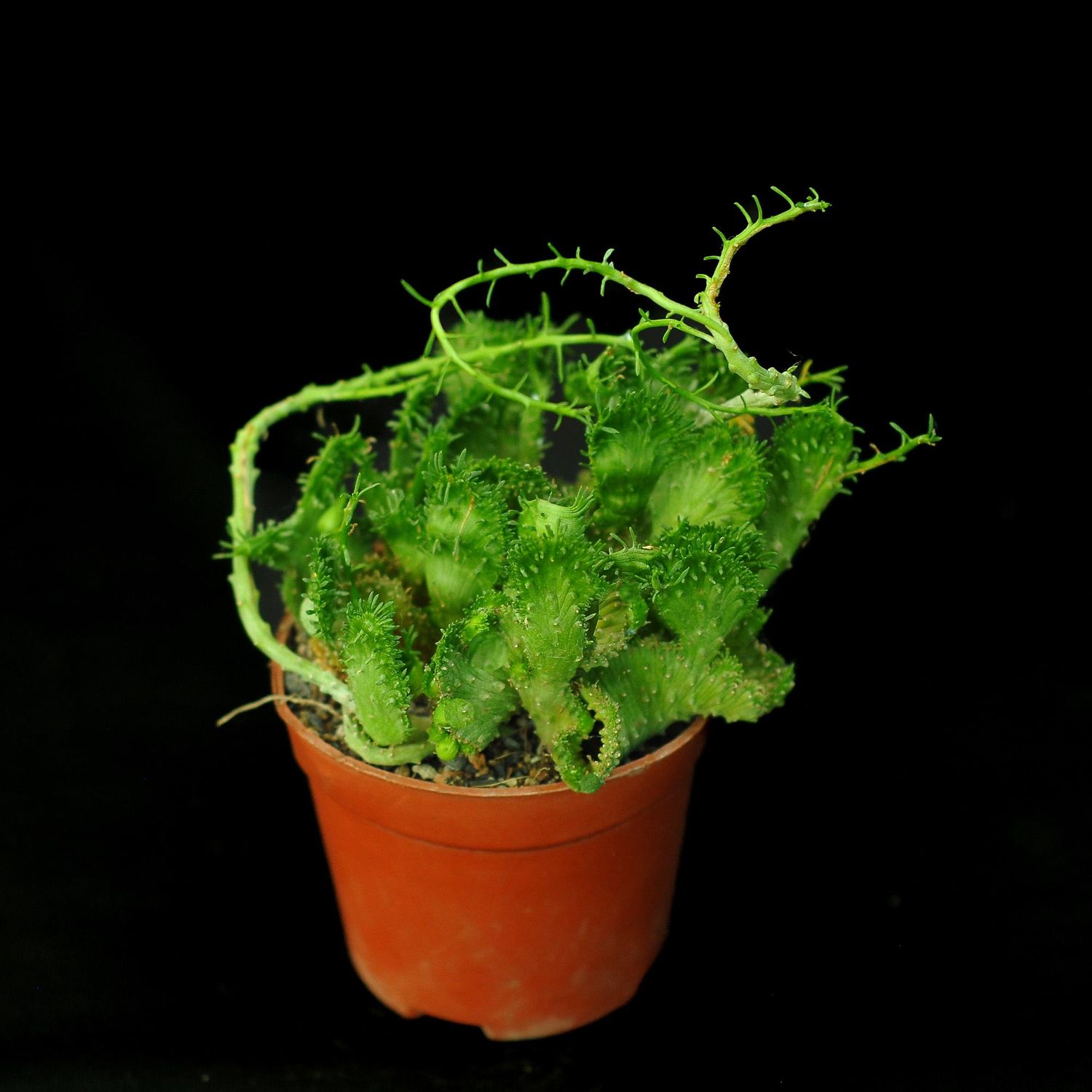 Euphorbia Flanaganii crest 'Arm Crest' Rooted