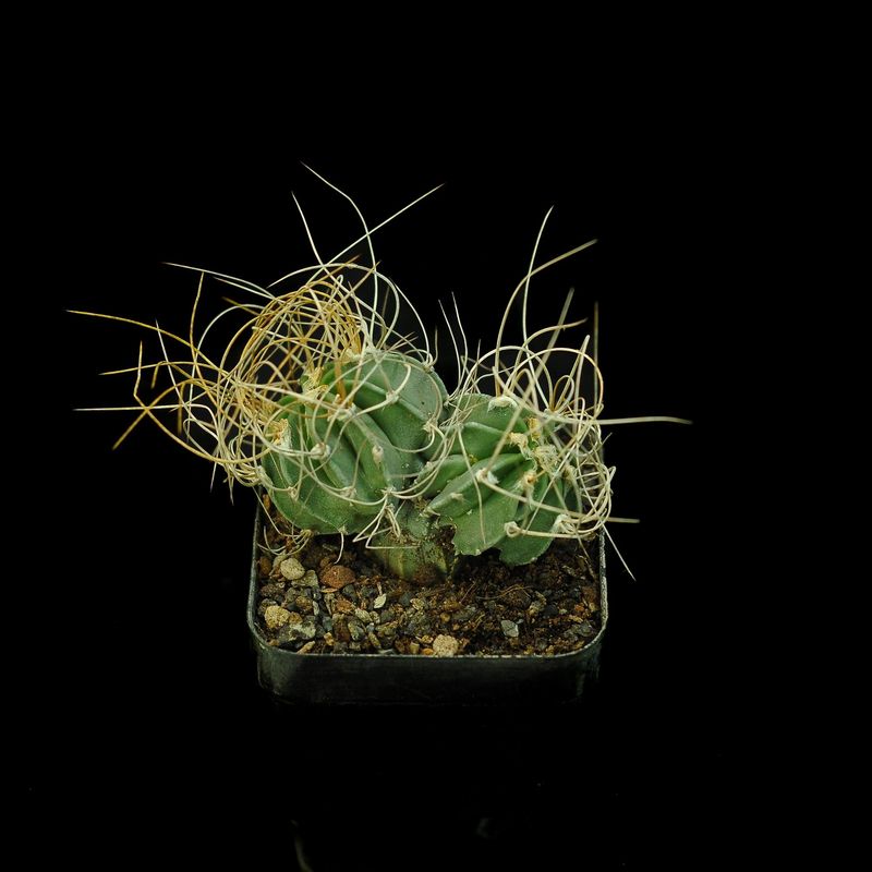 Astrophytum capricorne var. aureum