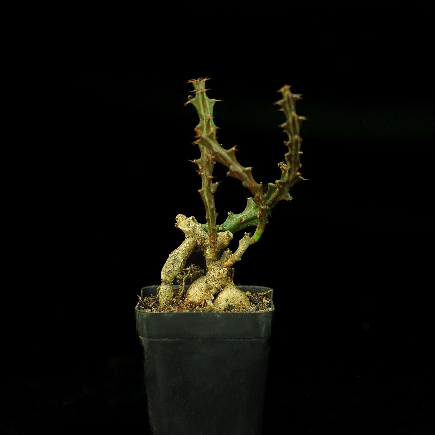 ​Euphorbia knuthii