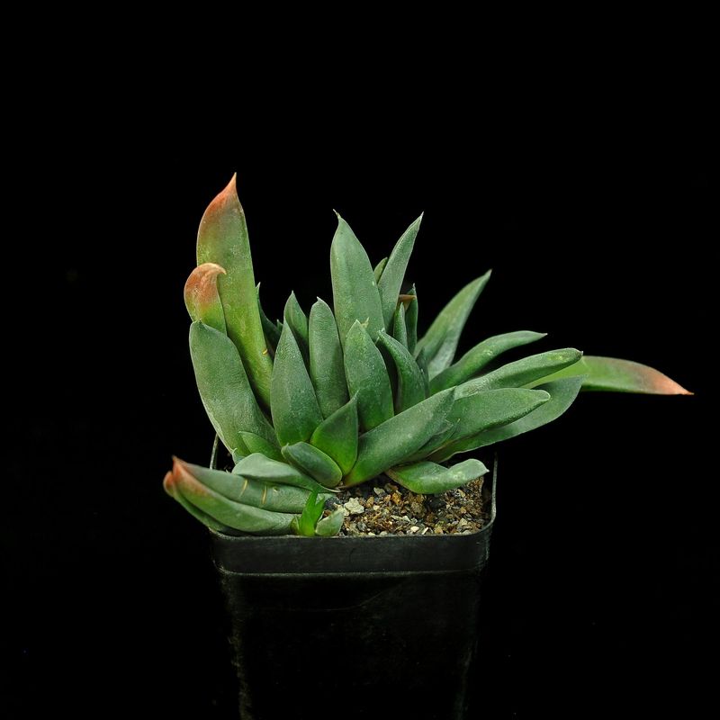 Gasteria armstrongii (Pointed Form)