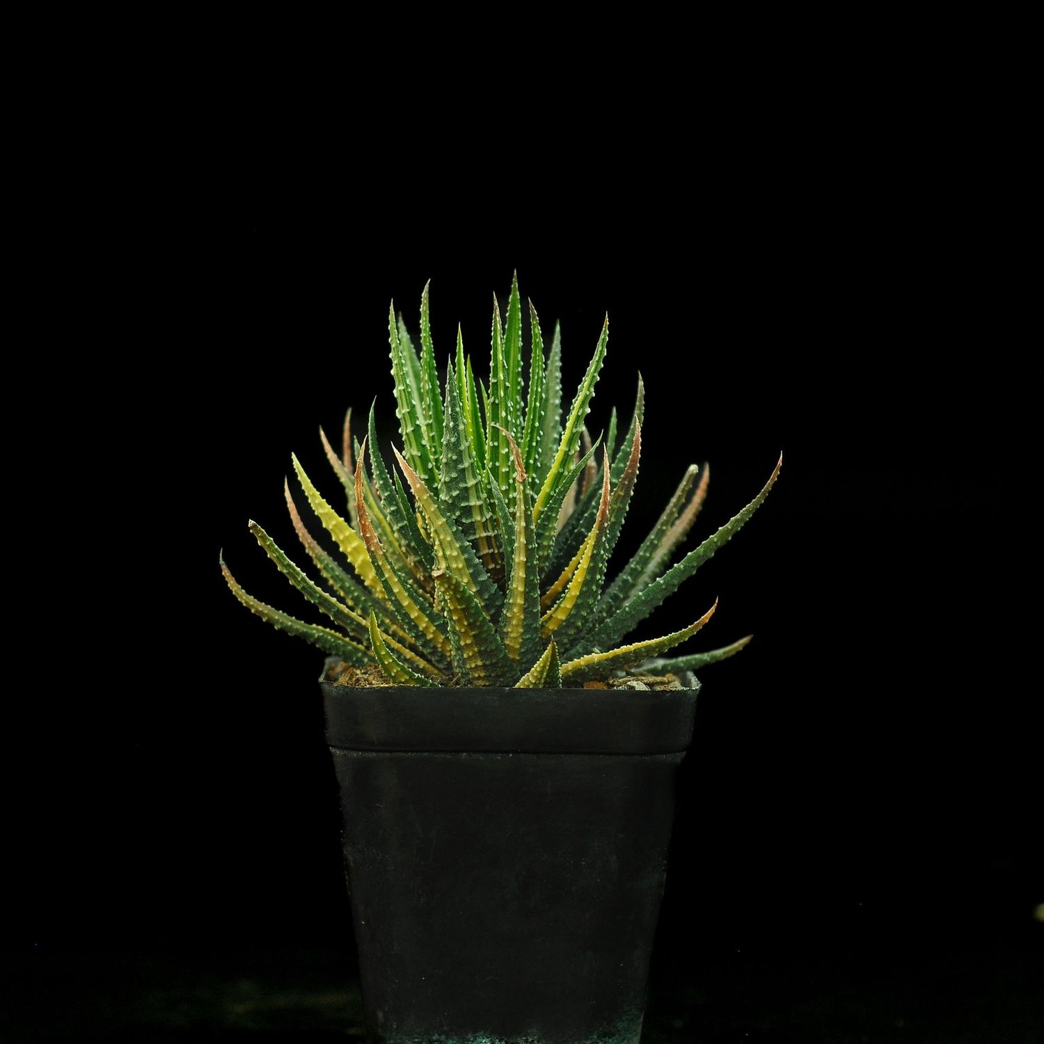 Haworthia pumila "Donuts" variegated