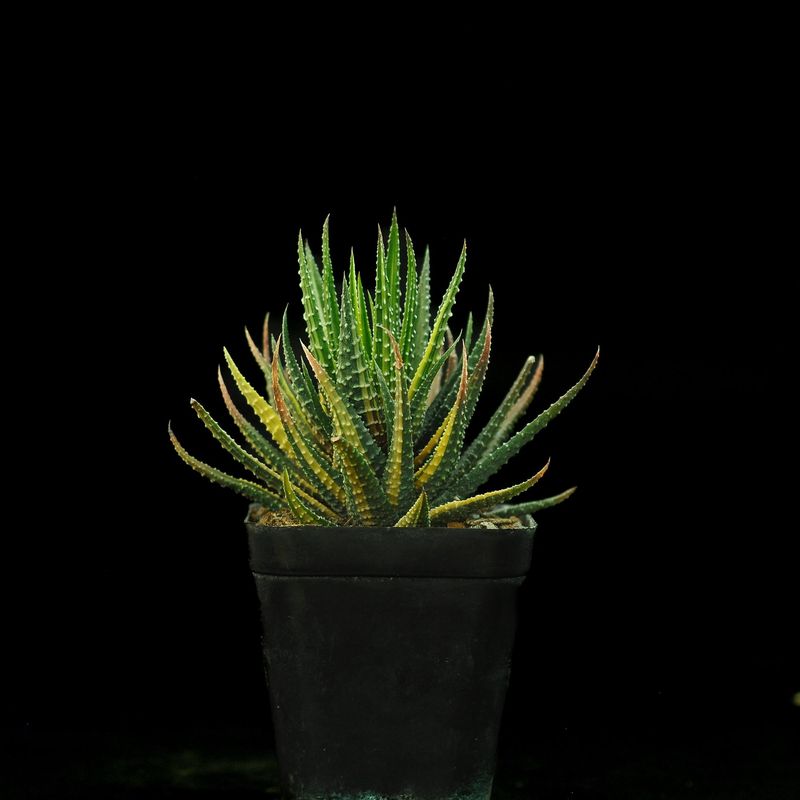 Haworthia pumila "Donuts" variegated