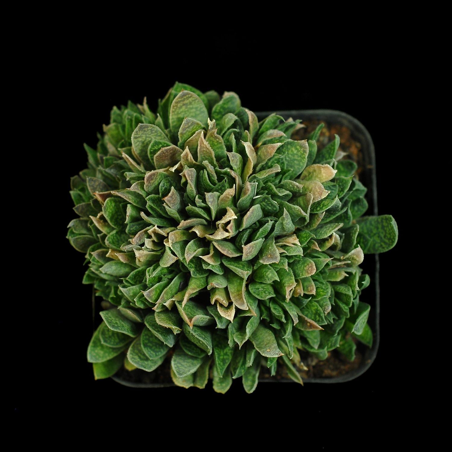 Gasteria carinata var. verrucosa