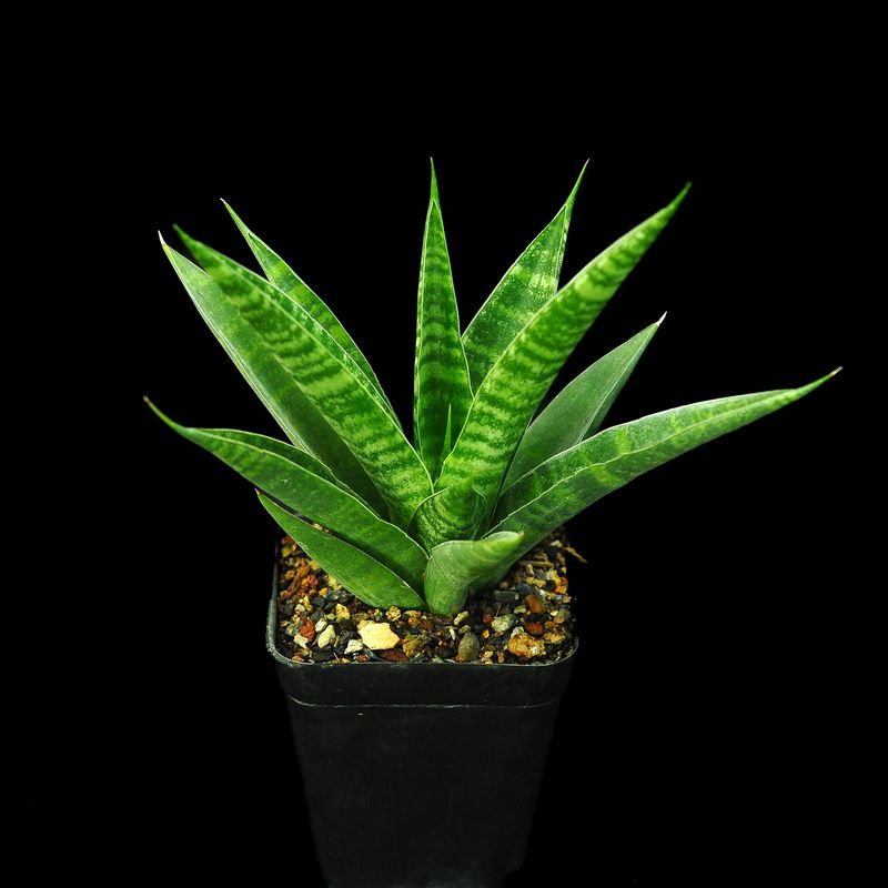 Sanseiviera hybrid Chai Yo