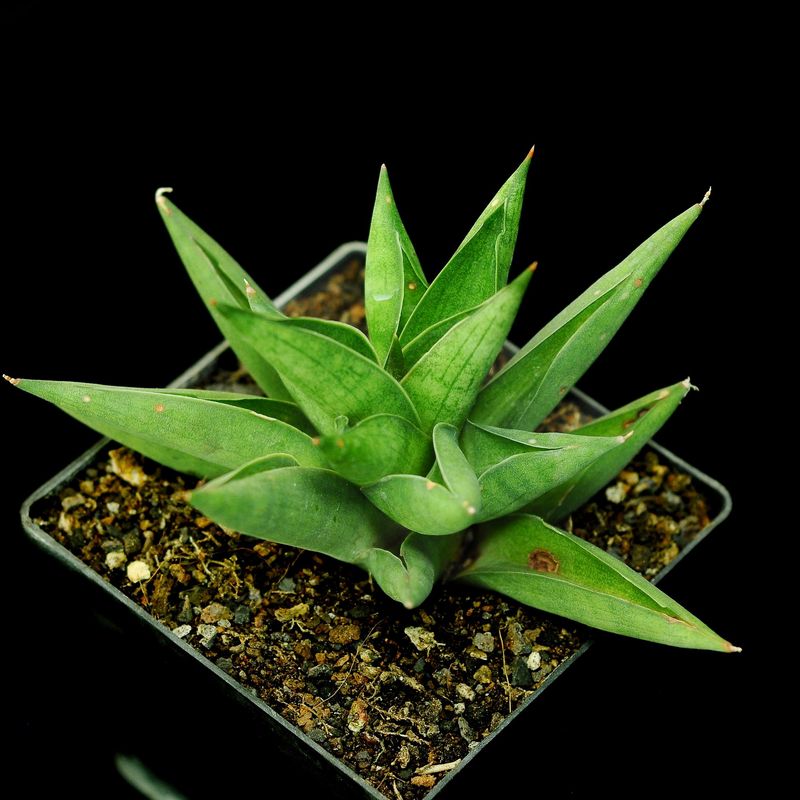 Sanseviera hybrid CH15211