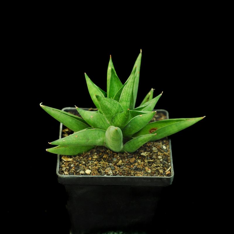 Sanseviera hybrid CH15211