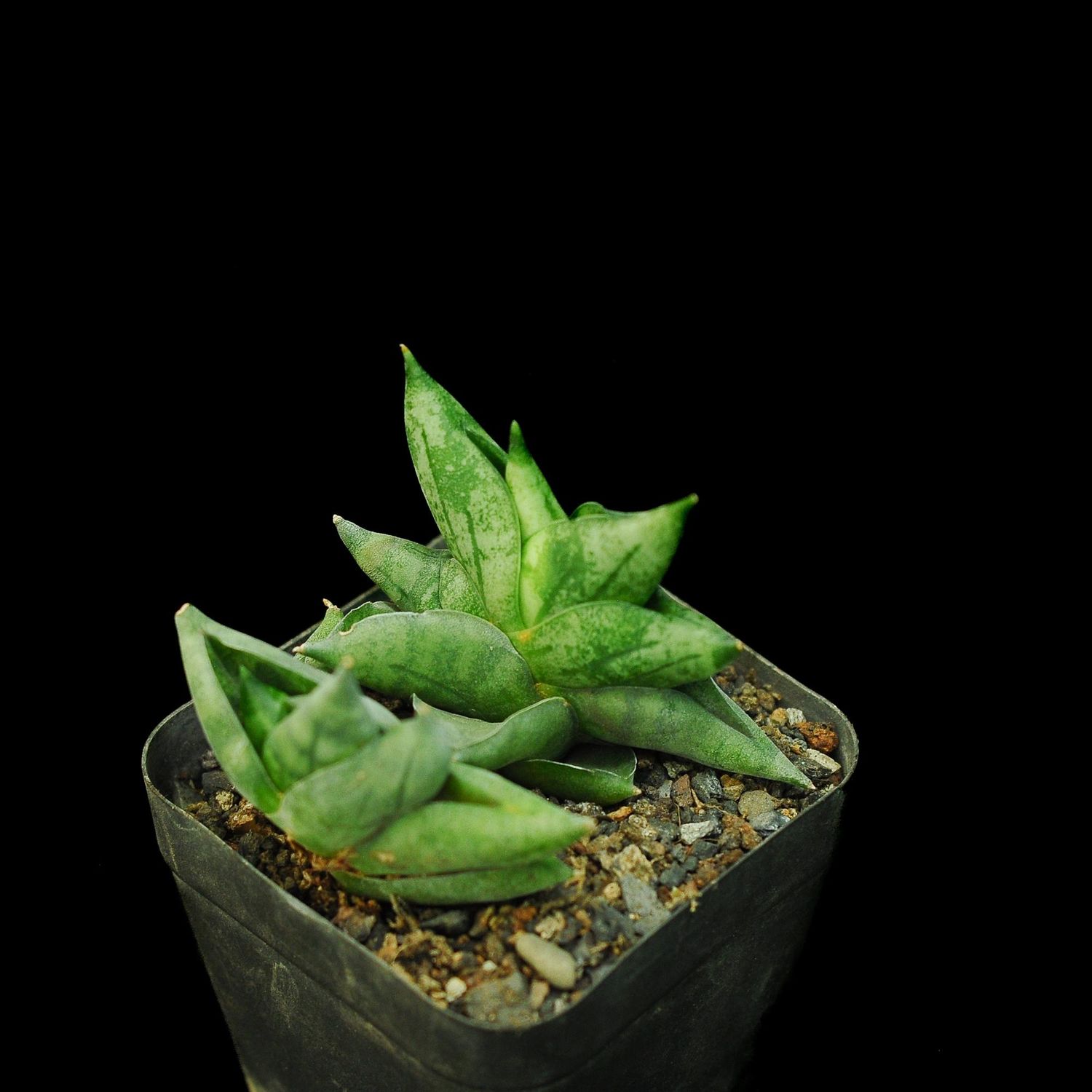 Sansevieria CV Bonji