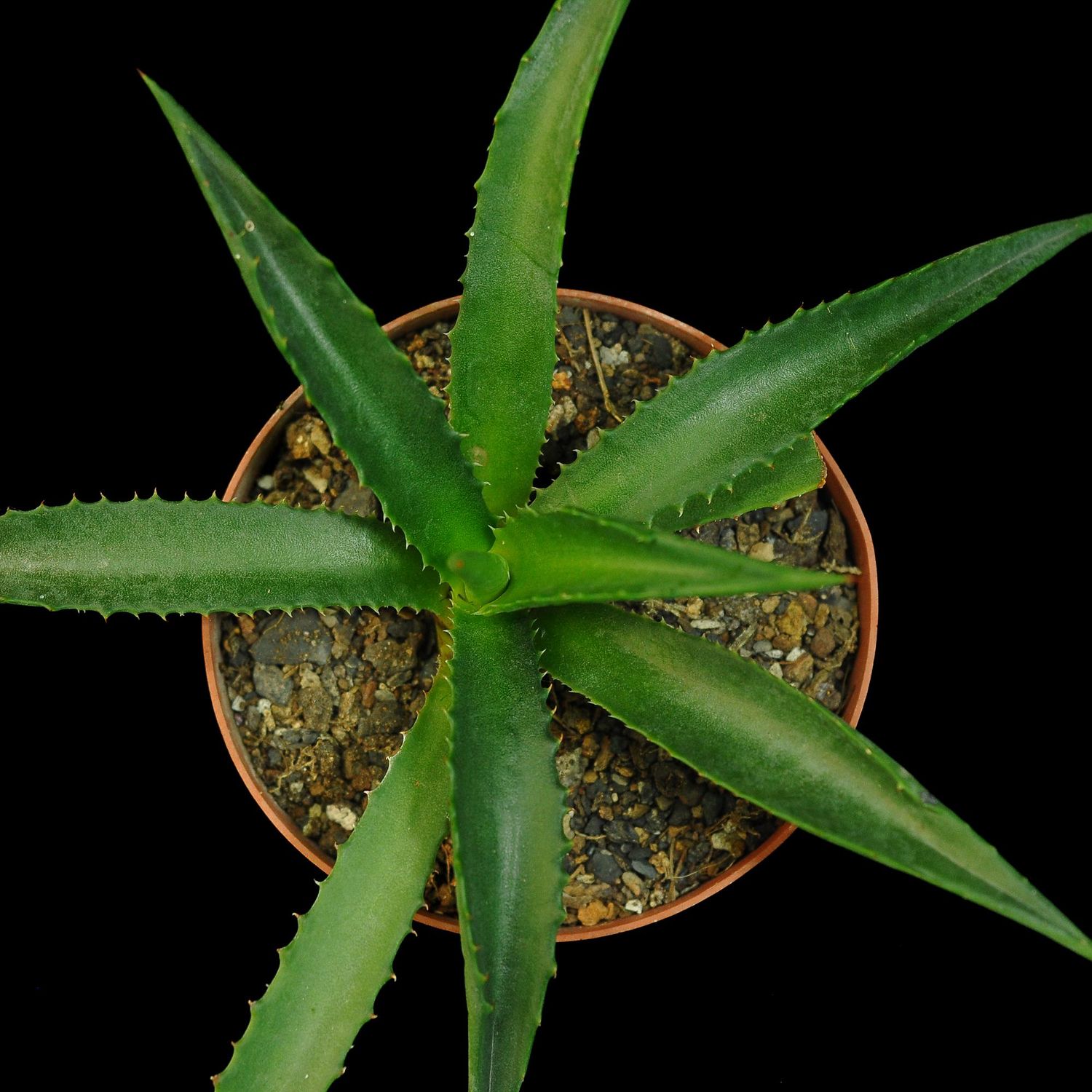 Agave macrocantha (Green Form)