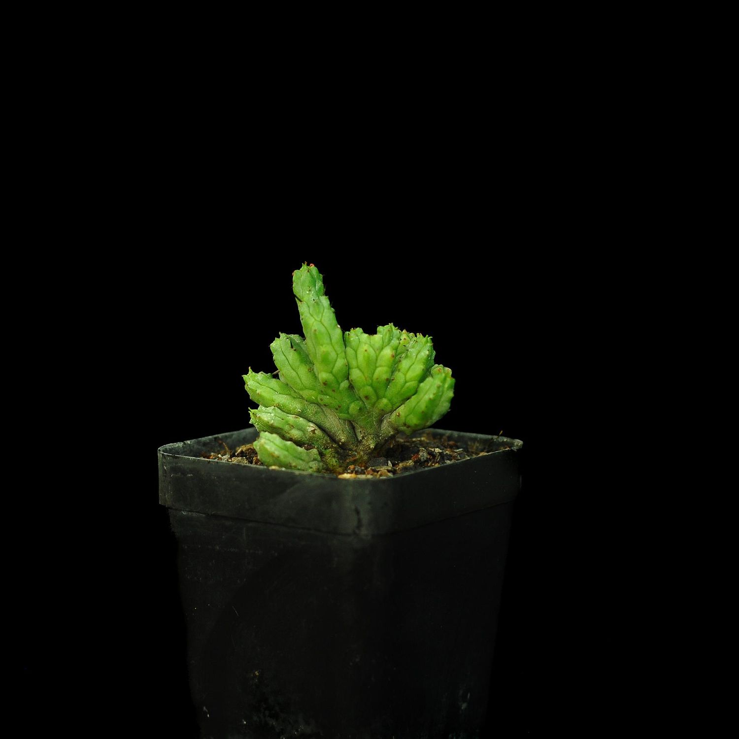 Euphorbia enopla monstrosa