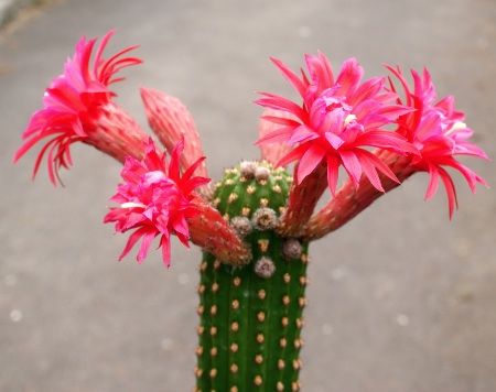 Hildewintera 'Rotenfels'  Bum 35 5- Flower 