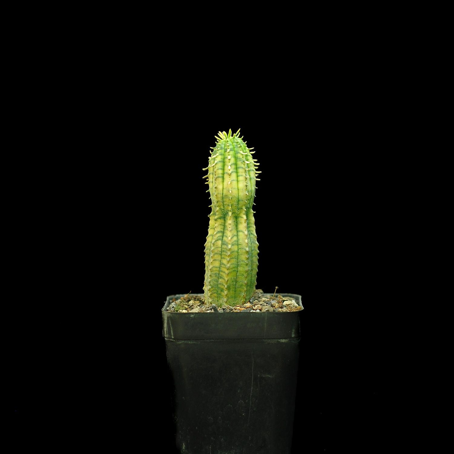 Euphorbia anoplia variegata