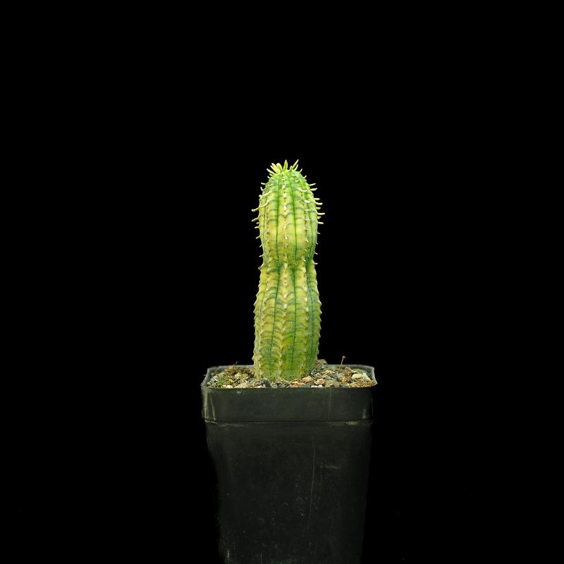 Euphorbia anoplia variegata Euphorbia anoplia variegata