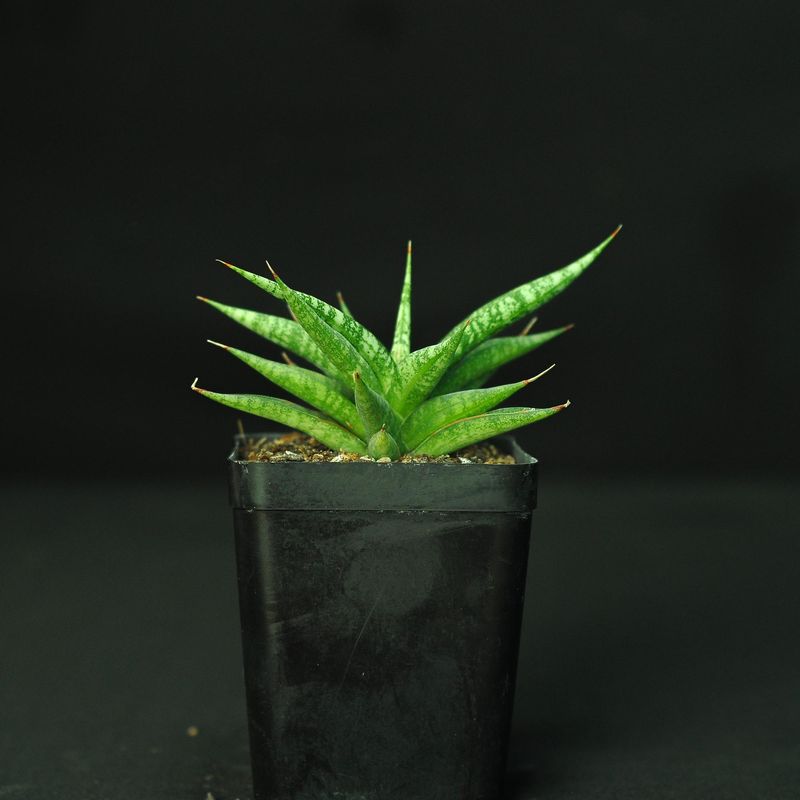 Sansevieria hybrid Hanabi