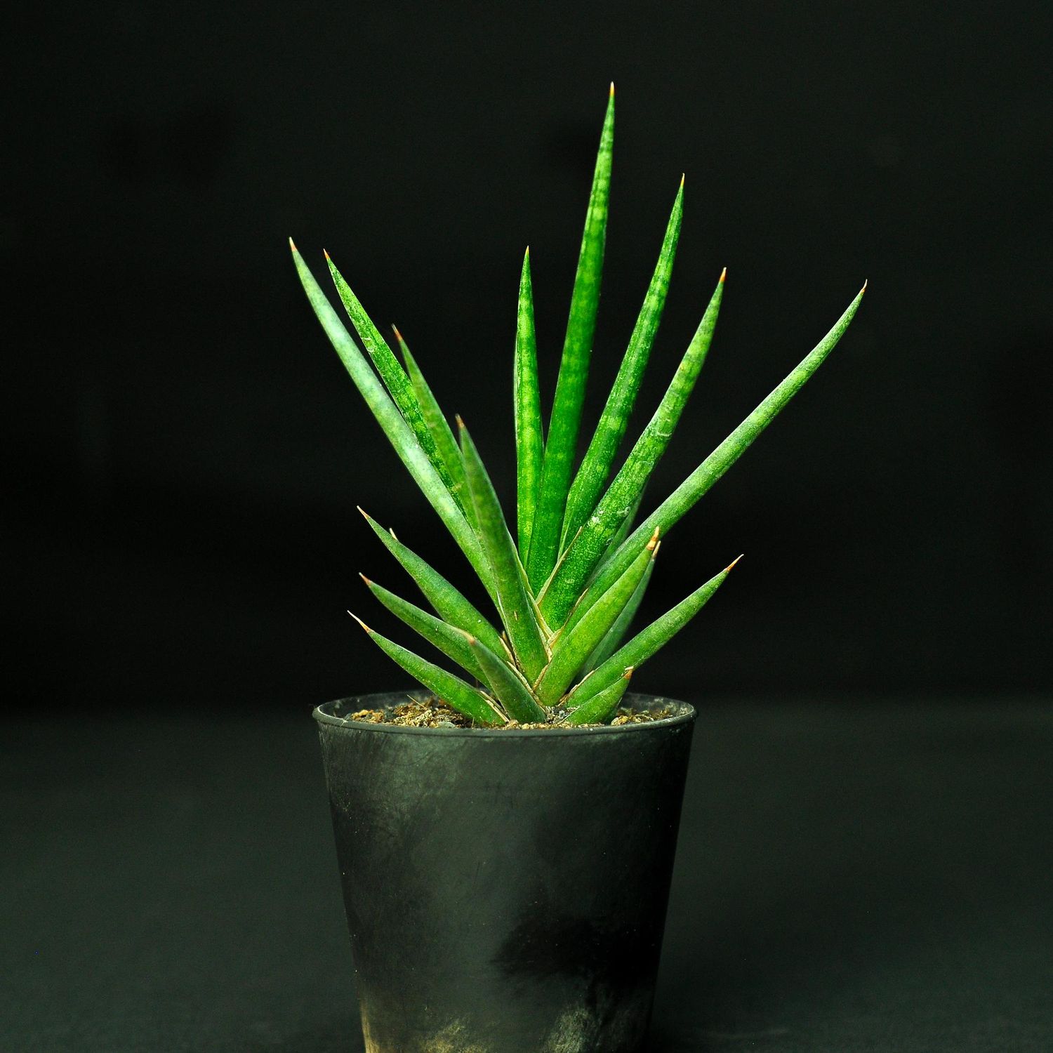 Sansevieria francisii