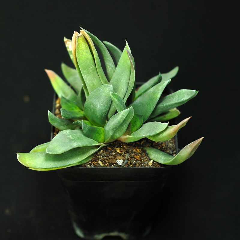 Gasteria armstrongii (Pointed Form)