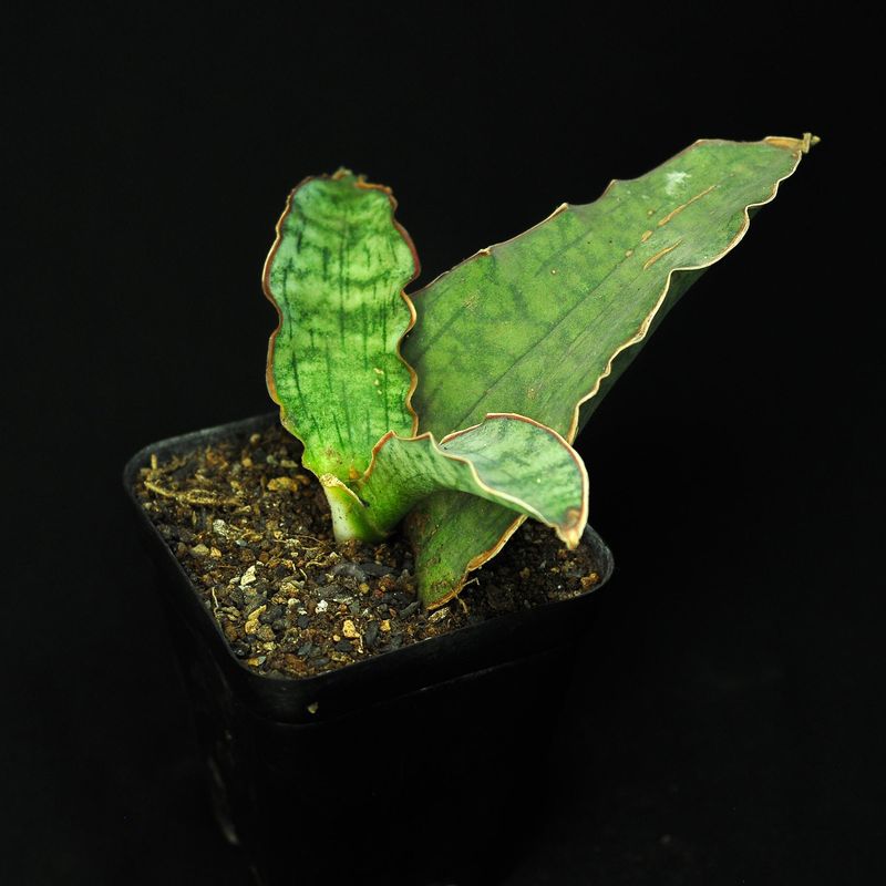 Sansevieria kirkii Silver blue