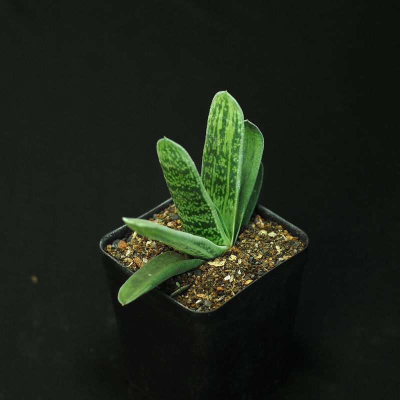 Gasteria CV 'Hummel's Silver'