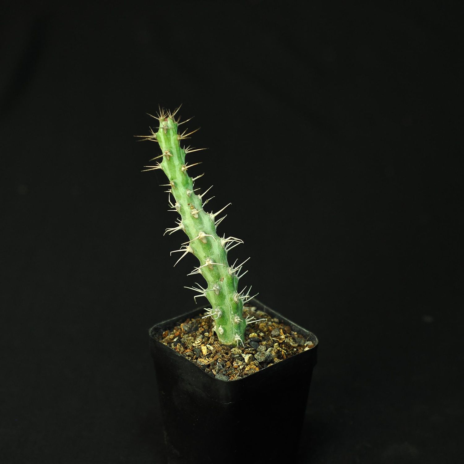 Euphorbia horwoodi