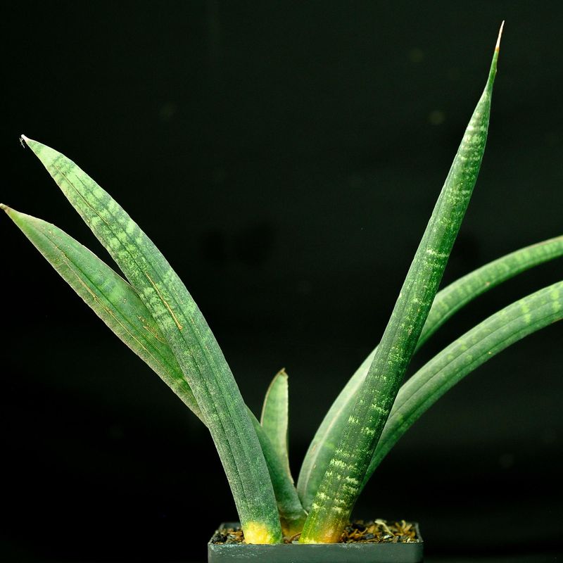 Sansevieria fischerii