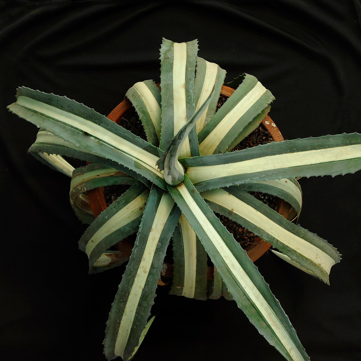 Specimen plant for Display purpose only.