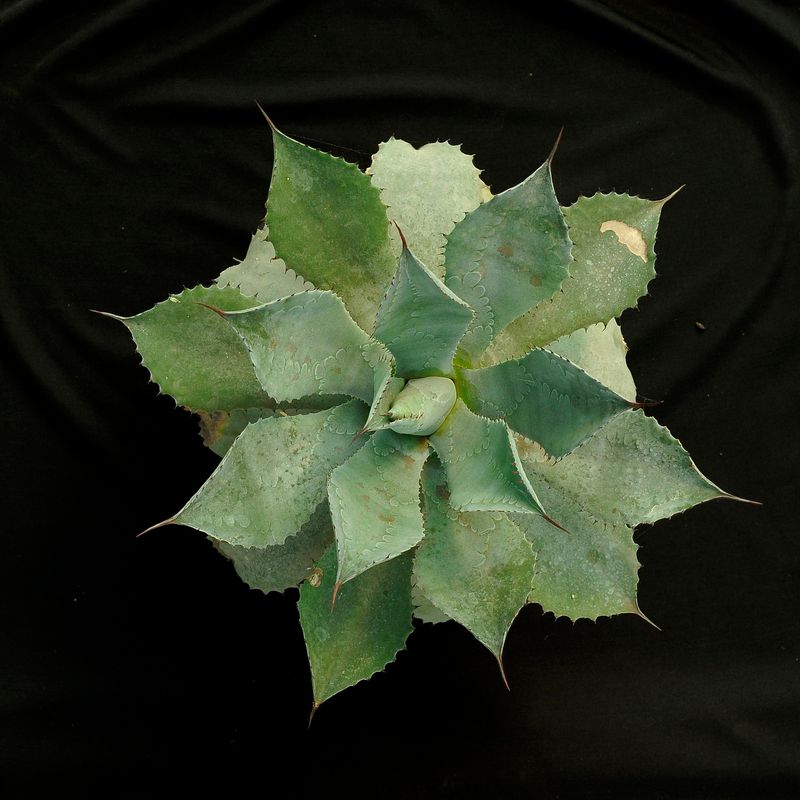 Specimen plant for Display purpose only.